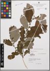 Foto von Salix cinerea L.